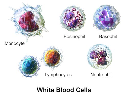 white blood cells